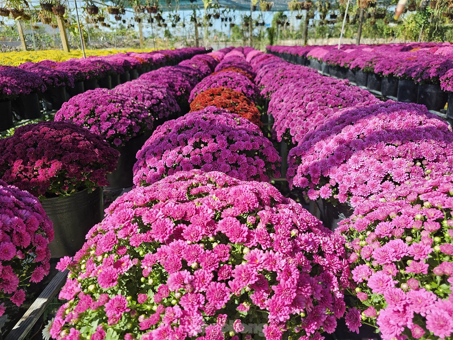 Cúc ngũ sắc lần đầu xuất hiện ở làng hoa lớn nhất miền Tây-8