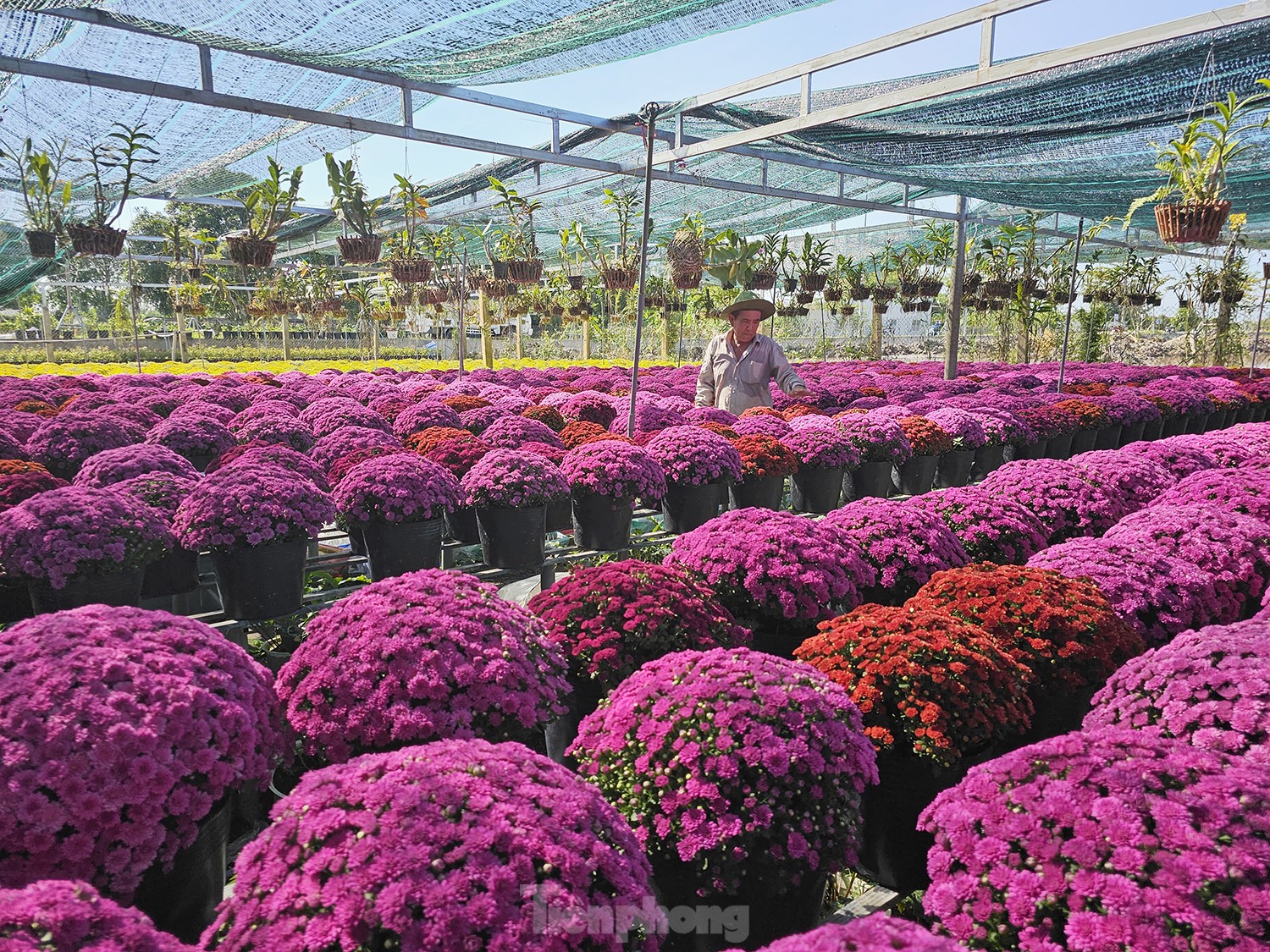 Cúc ngũ sắc lần đầu xuất hiện ở làng hoa lớn nhất miền Tây-9