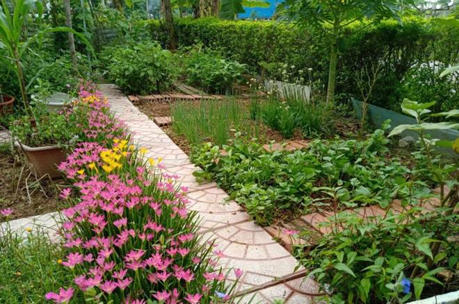 Cô giáo Bắc Giang làm vườn cực mát tay, trồng rau rau xanh mướt, trồng hoa hoa khoe sắc-3