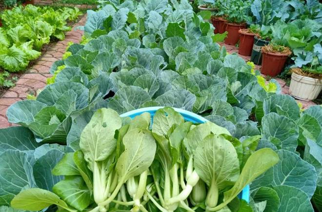 Cô giáo Bắc Giang làm vườn cực mát tay, trồng rau rau xanh mướt, trồng hoa hoa khoe sắc-6