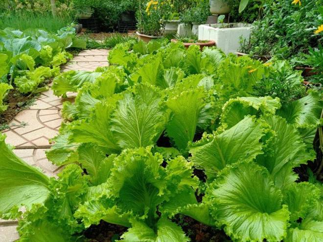 Cô giáo Bắc Giang làm vườn cực mát tay, trồng rau rau xanh mướt, trồng hoa hoa khoe sắc-7