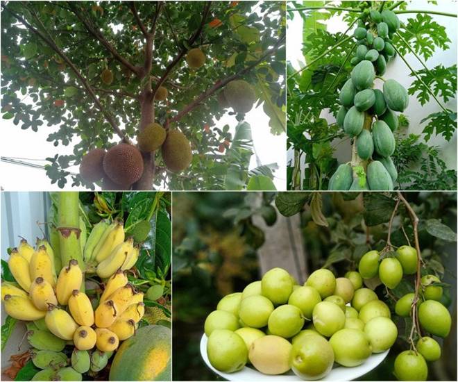 Cô giáo Bắc Giang làm vườn cực mát tay, trồng rau rau xanh mướt, trồng hoa hoa khoe sắc-8