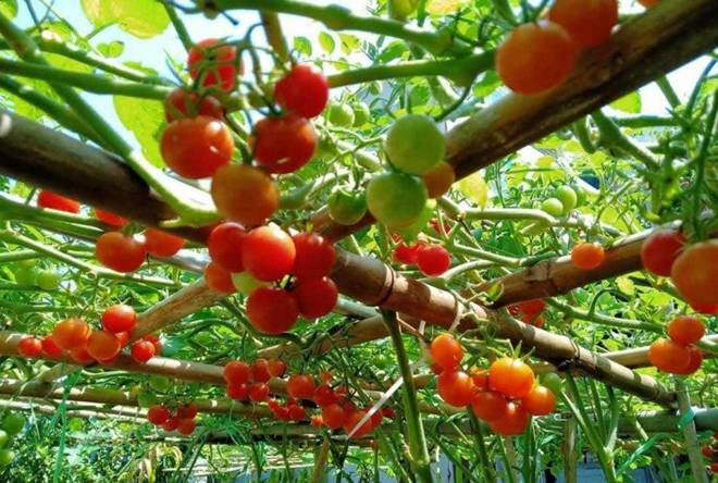 Cô giáo Bắc Giang làm vườn cực mát tay, trồng rau rau xanh mướt, trồng hoa hoa khoe sắc-9