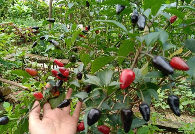 Cô giáo Bắc Giang làm vườn cực mát tay, trồng rau rau xanh mướt, trồng hoa hoa khoe sắc-10