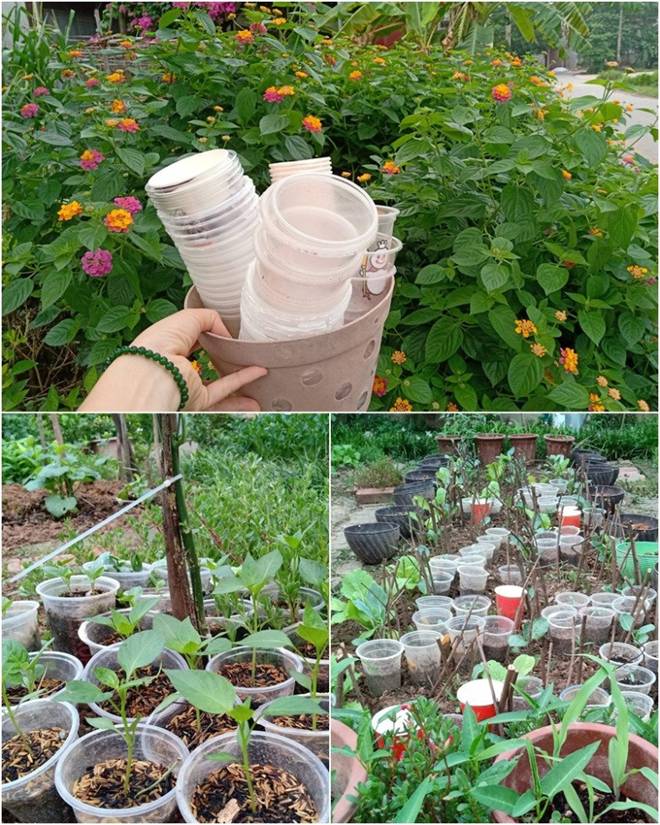 Cô giáo Bắc Giang làm vườn cực mát tay, trồng rau rau xanh mướt, trồng hoa hoa khoe sắc-11