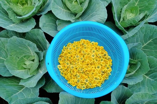 Cô giáo Bắc Giang làm vườn cực mát tay, trồng rau rau xanh mướt, trồng hoa hoa khoe sắc-12