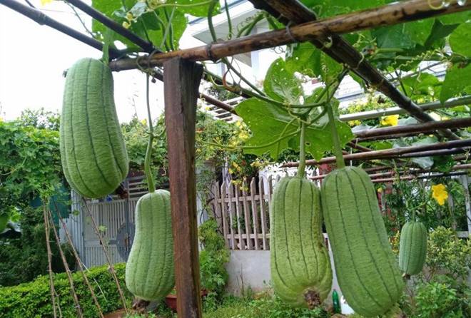 Cô giáo Bắc Giang làm vườn cực mát tay, trồng rau rau xanh mướt, trồng hoa hoa khoe sắc-13