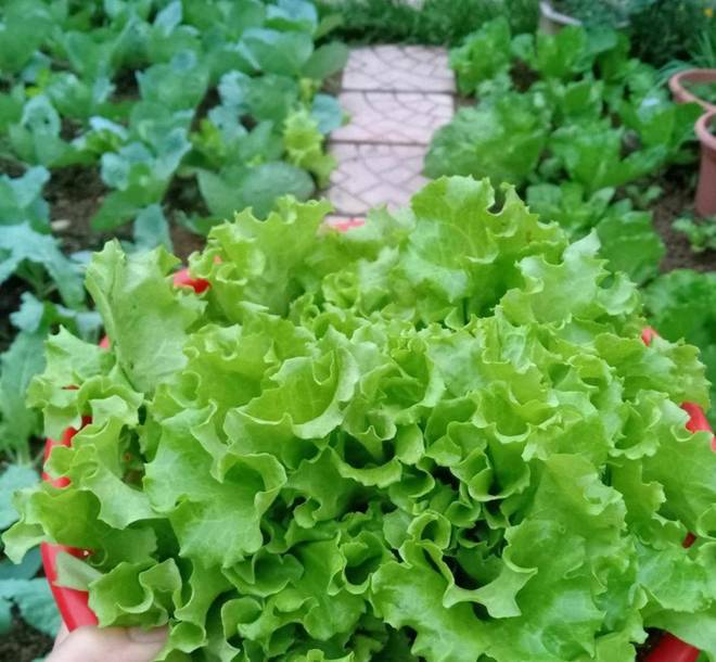 Cô giáo Bắc Giang làm vườn cực mát tay, trồng rau rau xanh mướt, trồng hoa hoa khoe sắc-14