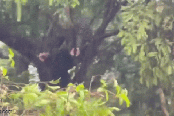 Cận cảnh máy bay bơi giữa biển nước trong mưa lũ kỷ lục ở miền Nam Brazil-1