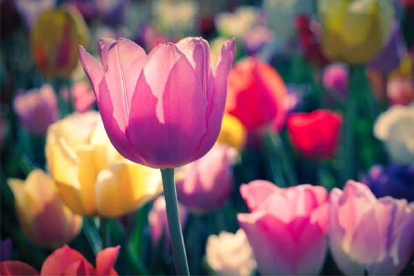 Tử vi ngày 22/12/2023: Tuổi Thìn đừng ngại dấn thân, tuổi Ngọ dẫn dắt mọi người-1