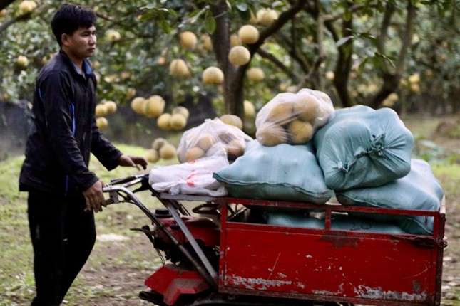 Thủ phủ bưởi diễn: Tới tấp đơn hàng Tết, kiếm bộn tiền check-in-4