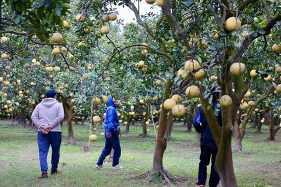 Thủ phủ bưởi diễn: Tới tấp đơn hàng Tết, kiếm bộn tiền check-in