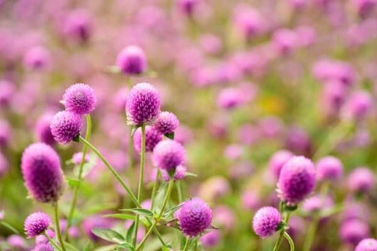 Tử vi ngày 23/12/2023: Tuổi Tý tình cảm khởi sắc, tuổi Mão nên bớt tin người