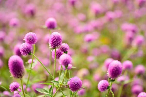 Tử vi ngày 23/12/2023: Tuổi Tý tình cảm khởi sắc, tuổi Mão nên bớt tin người-2