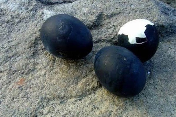 Trứng vịt giảm giá mạnh, chủ lò ấp chấp nhận bán cắt lỗ” vì sợ hàng tồn-3