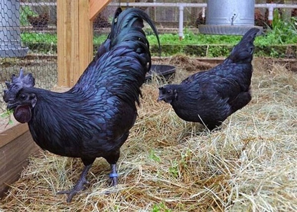 Loại trứng gà lạ màu đen sì, giá tới 1 triệu đồng/quả-2