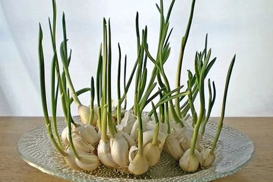 Ăn 3 thực phẩm khi mọc mầm chẳng những không độc mà còn gấp đôi dinh dưỡng
