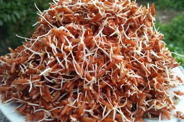 Ăn 3 thực phẩm khi mọc mầm chẳng những không độc mà còn gấp đôi dinh dưỡng-3