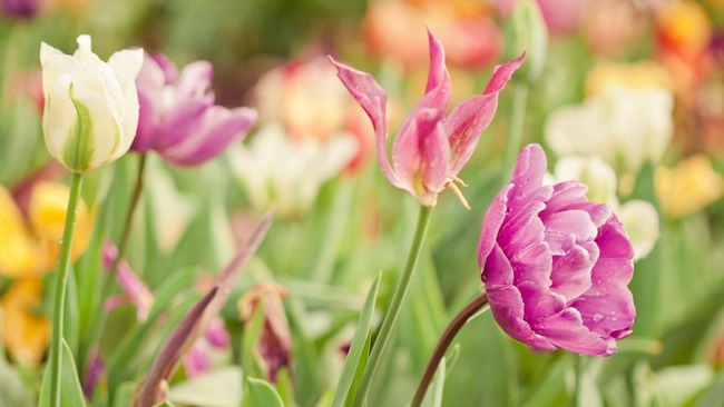 Vận xui qua đi, 3 con giáp lật ngược tình thế, sang năm 2024 thăng hoa phát tài, vận may rực rỡ-1