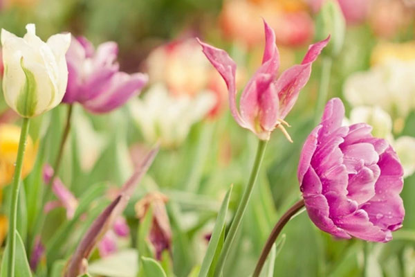 Sau ngày Đông chí, 4 con giáp này không thiếu may mắn, tình tiền tề tựu, cuộc sống bước lên tầm cao mới-5