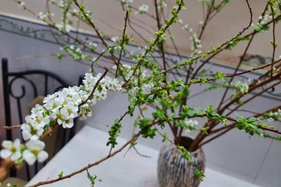 Mẹo cắm tuyết mai ngày Tết nở bung rực rỡ, gạt bỏ nỗi lo cành củi khô