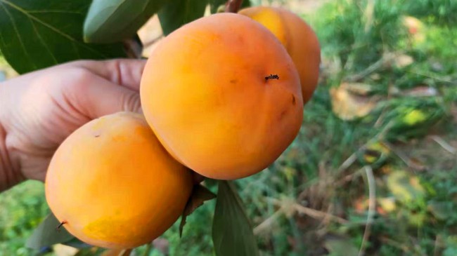 Ăn trứng chớ dại kết hợp cùng những thực phẩm này kẻo hại sức khỏe-2