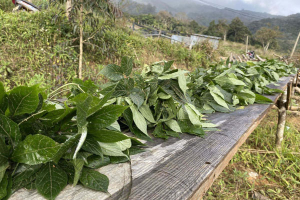 Bưởi da xanh bất ngờ được rao bán giá chỉ 7.000 đồng/kg, dân buôn tiết lộ lý do-3