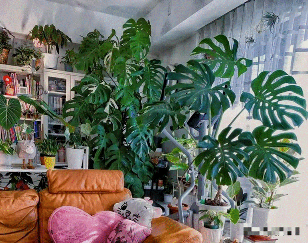 Cây cảnh lá siêu to khổng lồ, bình oxy lớn trong nhà, còn hút lộc, chiêu tài cực vượng-1