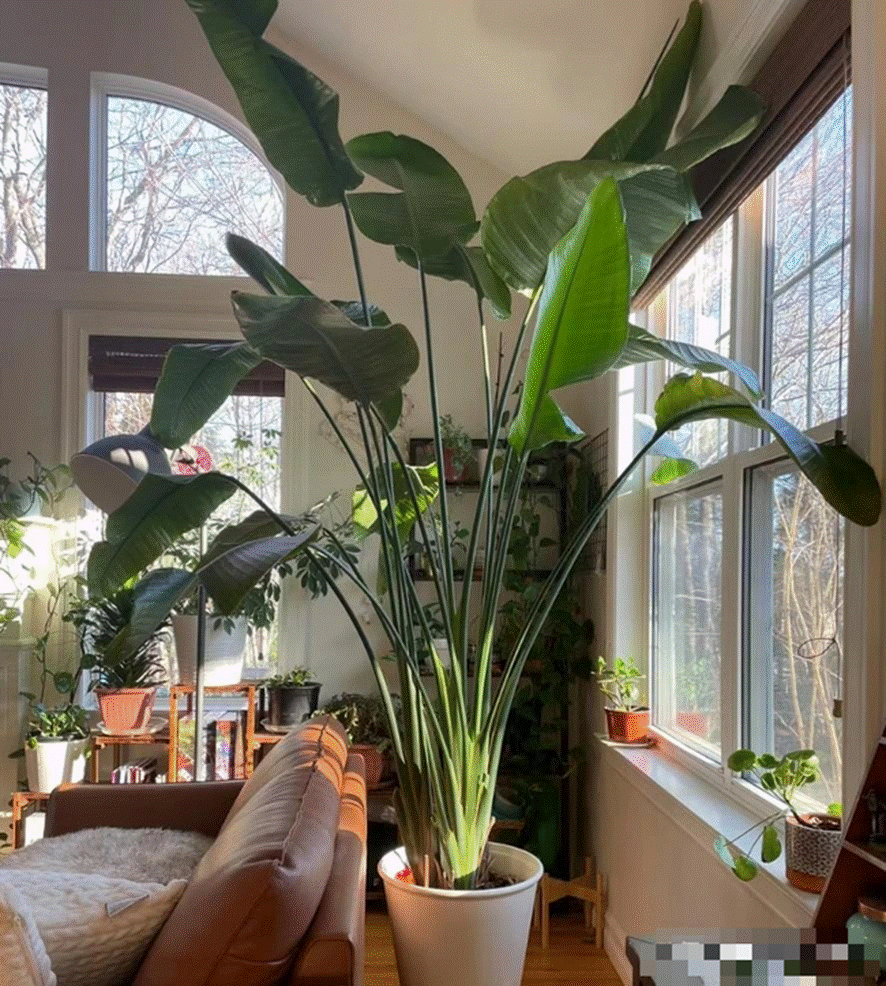 Cây cảnh lá siêu to khổng lồ, bình oxy lớn trong nhà, còn hút lộc, chiêu tài cực vượng-2