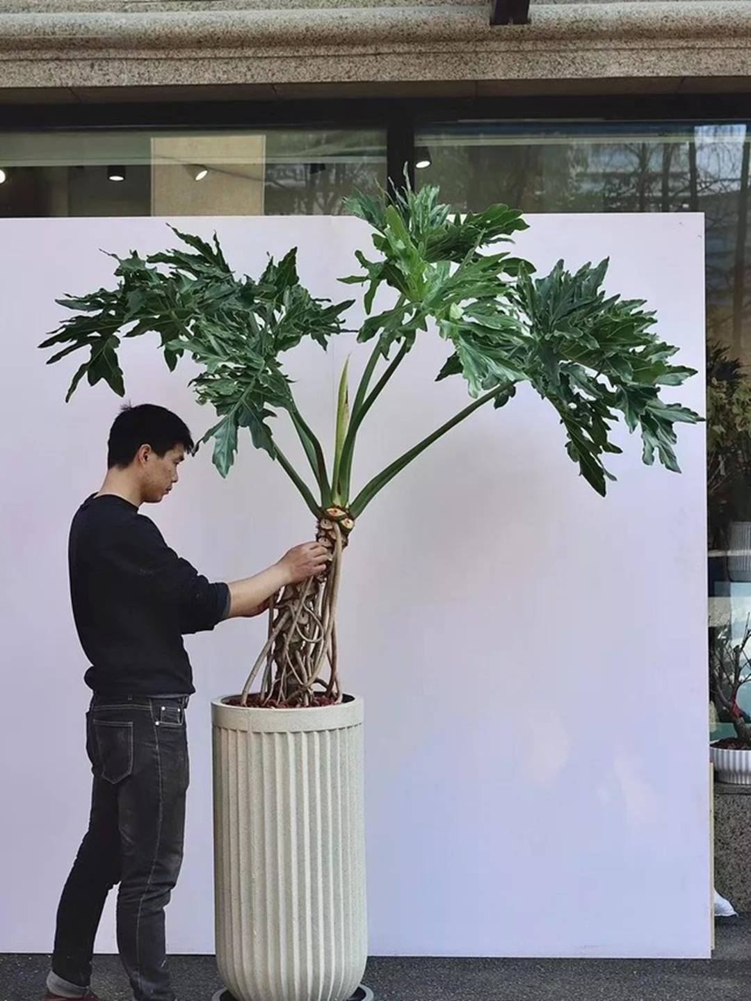 Cây cảnh lá siêu to khổng lồ, bình oxy lớn trong nhà, còn hút lộc, chiêu tài cực vượng-4