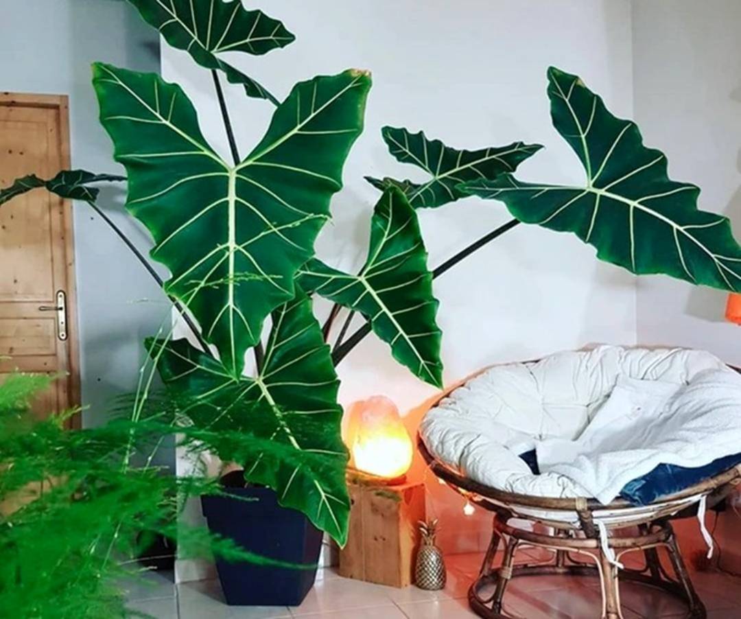 Cây cảnh lá siêu to khổng lồ, bình oxy lớn trong nhà, còn hút lộc, chiêu tài cực vượng-6