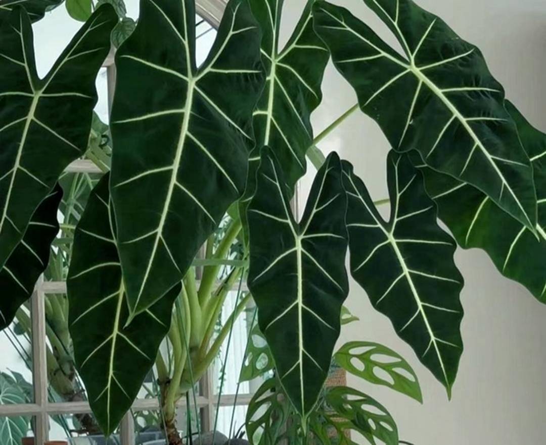 Cây cảnh lá siêu to khổng lồ, bình oxy lớn trong nhà, còn hút lộc, chiêu tài cực vượng-7