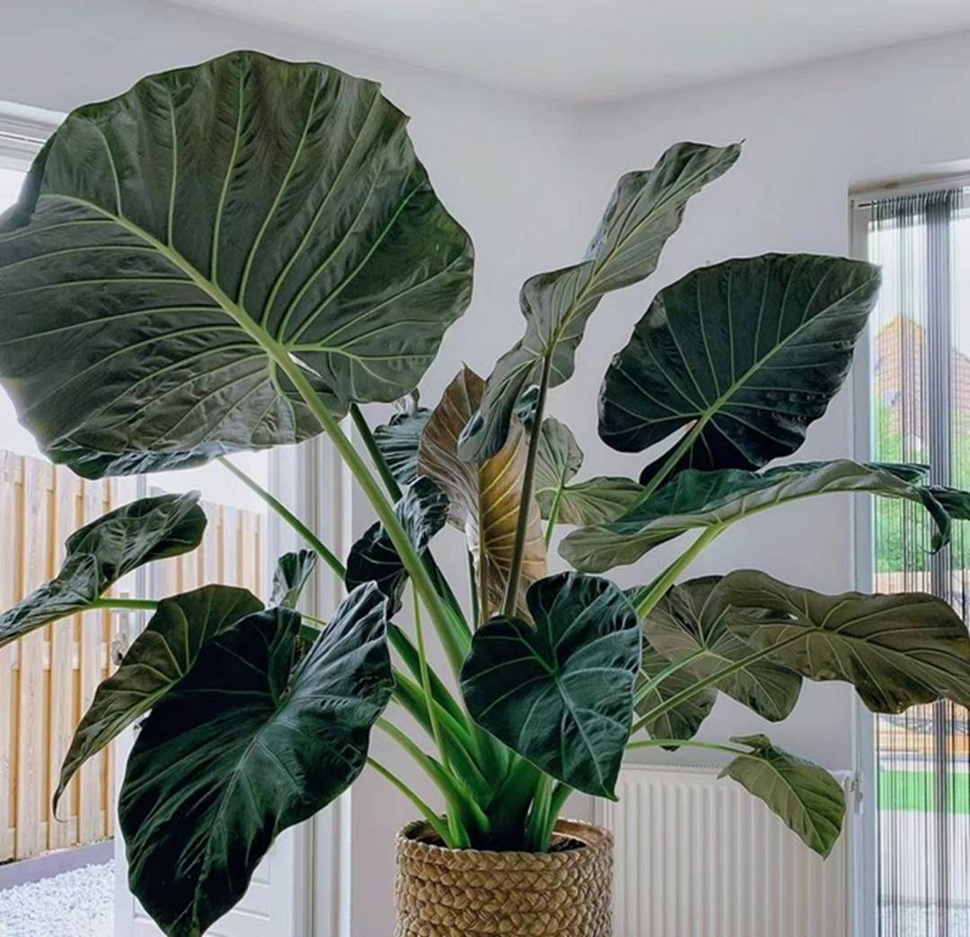 Cây cảnh lá siêu to khổng lồ, bình oxy lớn trong nhà, còn hút lộc, chiêu tài cực vượng-9