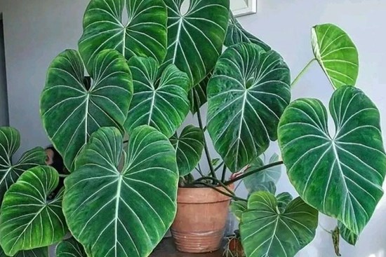 Cây cảnh lá siêu to khổng lồ, bình oxy lớn trong nhà, còn hút lộc, chiêu tài cực vượng