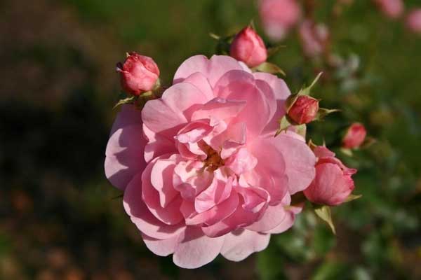 Lộc tràn vào cửa: Người sinh vào 3 tháng Âm lịch này sở hữu IQ cao hơn người, cầu gì được nấy-3