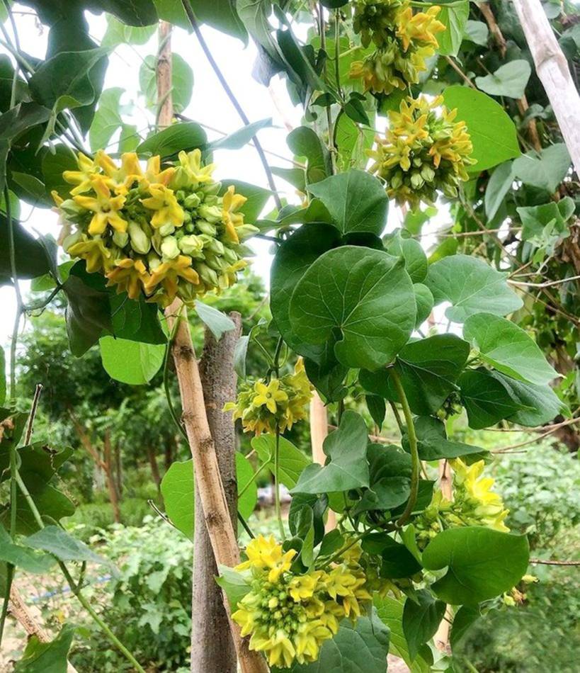 Người xưa coi trọng 3 cây cảnh báu vật, làm cảnh, chữa bệnh, ăn ngon còn xua tà khí, hút vận may-1