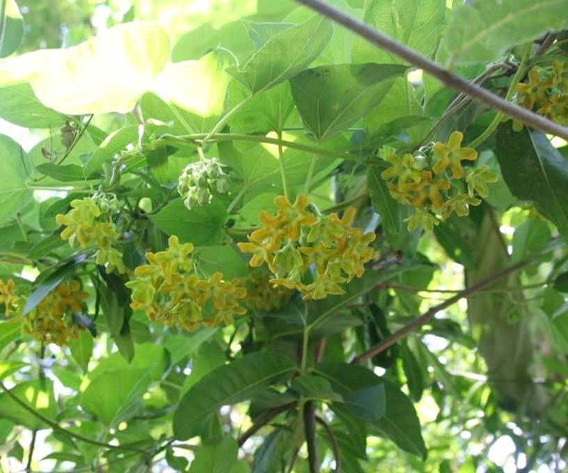 Người xưa coi trọng 3 cây cảnh báu vật, làm cảnh, chữa bệnh, ăn ngon còn xua tà khí, hút vận may-2