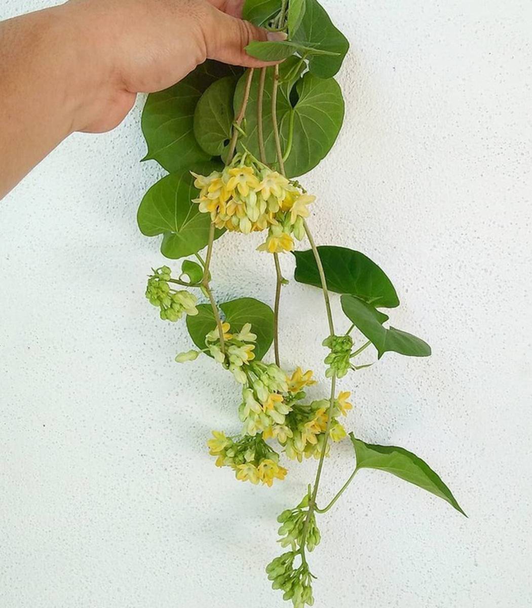 Người xưa coi trọng 3 cây cảnh báu vật, làm cảnh, chữa bệnh, ăn ngon còn xua tà khí, hút vận may-3