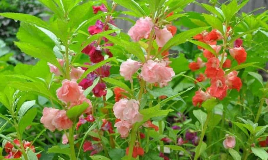 Người xưa coi trọng 3 cây cảnh báu vật, làm cảnh, chữa bệnh, ăn ngon còn xua tà khí, hút vận may-6