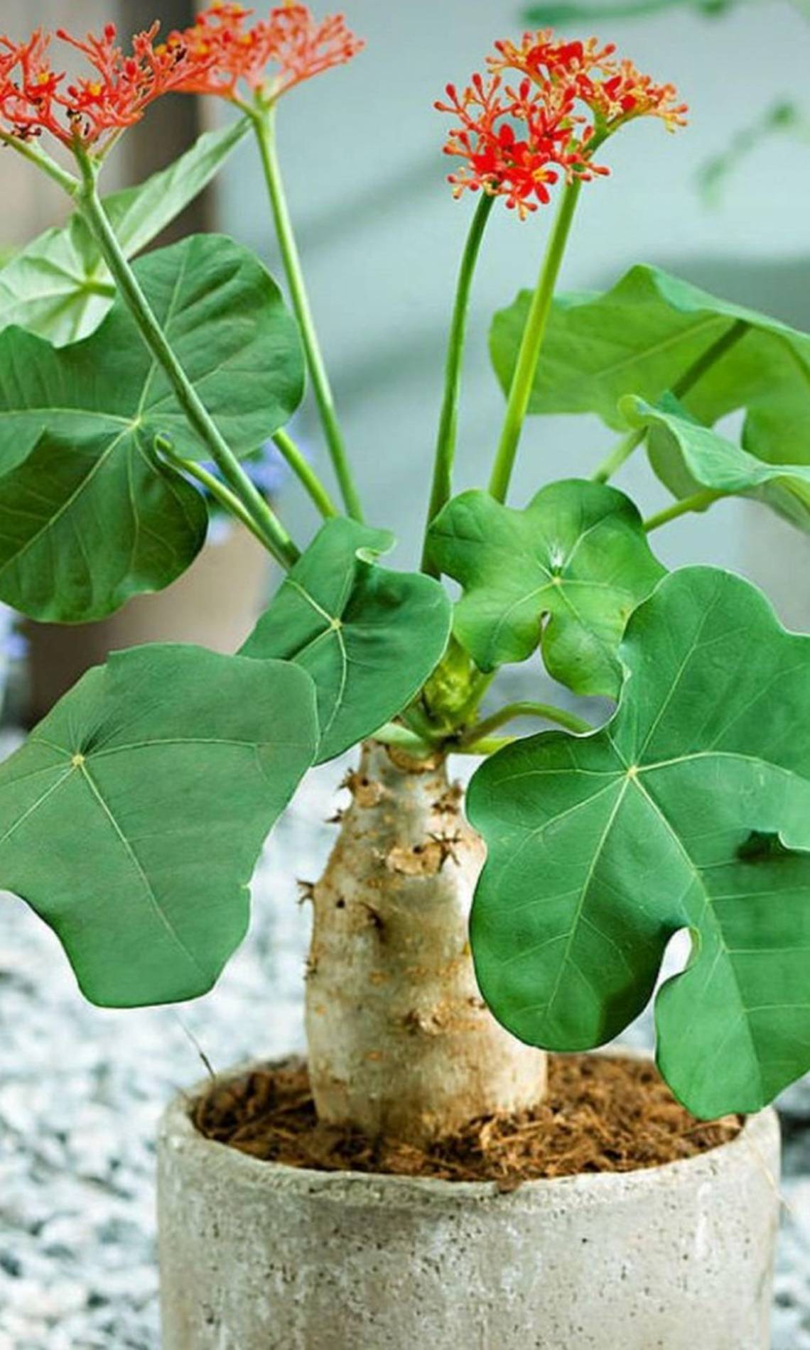 Người xưa coi trọng 3 cây cảnh báu vật, làm cảnh, chữa bệnh, ăn ngon còn xua tà khí, hút vận may-8