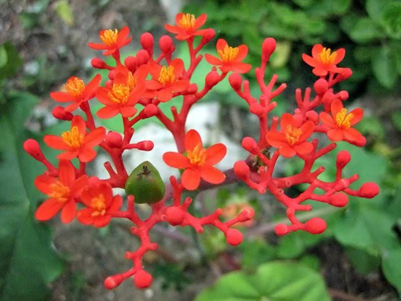 Người xưa coi trọng 3 cây cảnh báu vật, làm cảnh, chữa bệnh, ăn ngon còn xua tà khí, hút vận may-9