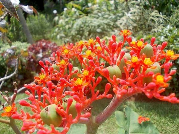 Người xưa coi trọng 3 cây cảnh báu vật, làm cảnh, chữa bệnh, ăn ngon còn xua tà khí, hút vận may-10