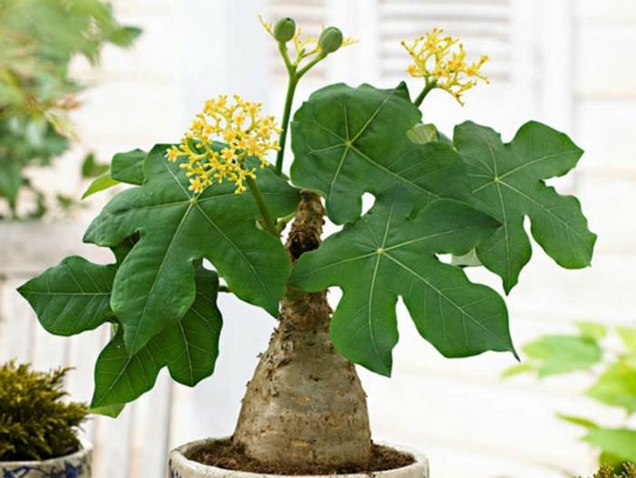 Người xưa coi trọng 3 cây cảnh báu vật, làm cảnh, chữa bệnh, ăn ngon còn xua tà khí, hút vận may-11