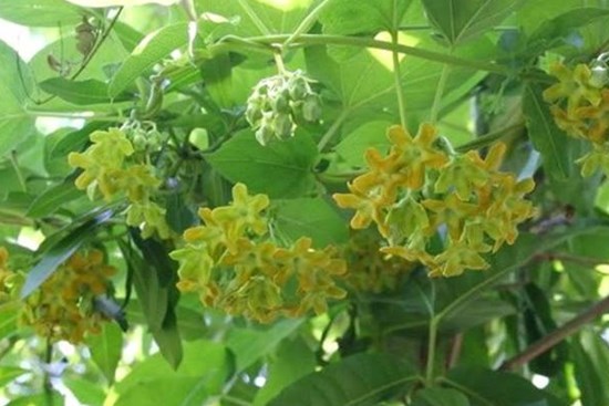 Người xưa coi trọng 3 cây cảnh