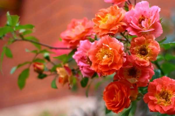 Tràn đầy hy vọng: Sang năm 2024, 3 con giáp gieo phước gặp lành, của nả dồi dào-2