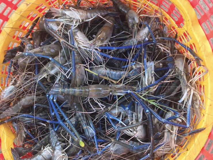 Tôm càng xanh giảm giá, lượng khách mua cũng giảm một nửa-1