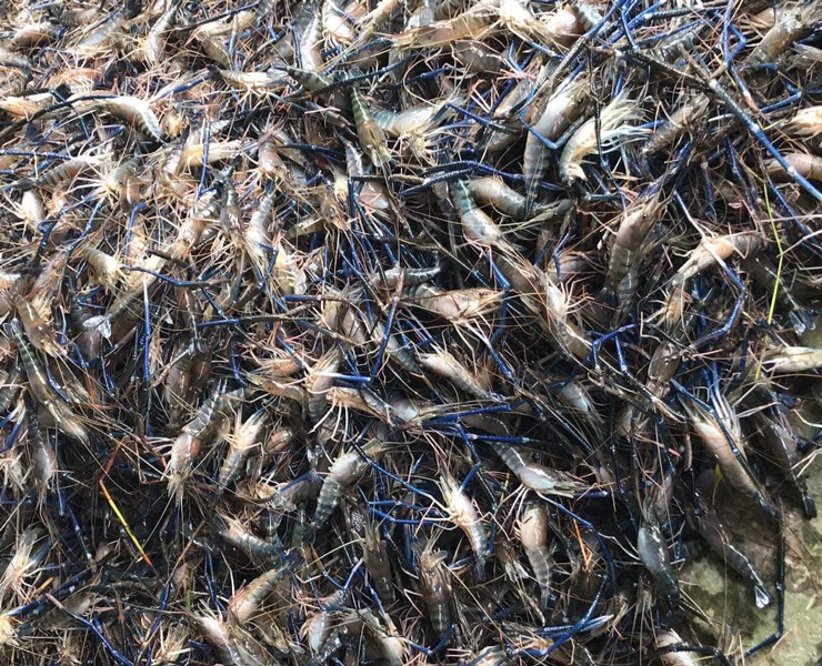 Tôm càng xanh giảm giá, lượng khách mua cũng giảm một nửa-2