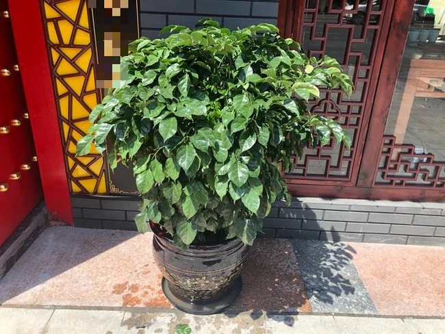 Người xưa dặn: 4 vật để cửa, xui xẻo vào nhà, Thần Tài tránh xa-2