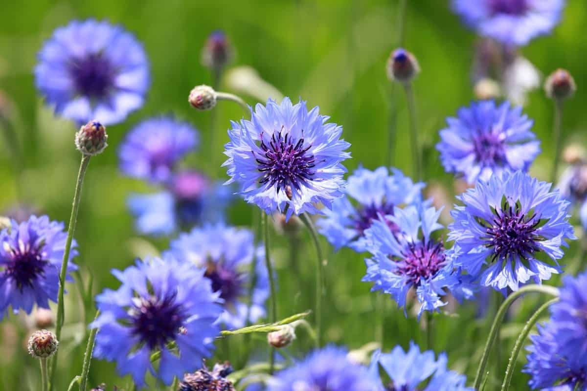 Tử vi ngày 27/12/2023: Tuổi Thìn công việc trắc trở, tuổi Tỵ cần tham vọng hơn-3