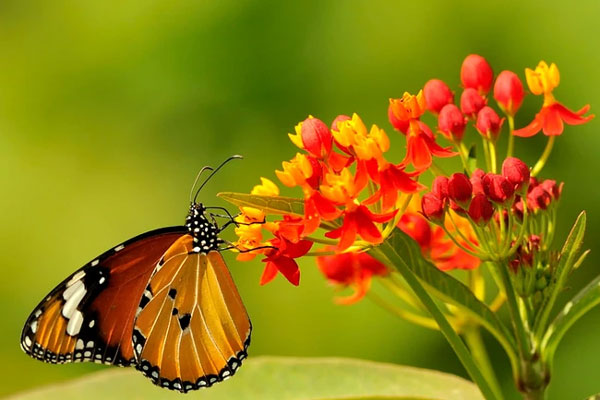 Ngược nắng ngược gió: 3 con giáp đạt đến đỉnh cao, cuối năm Giáp Thìn của nả đầy nhà-4